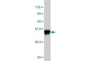 Western Blot detection against Immunogen (36. (CREB1 anticorps  (AA 1-95))