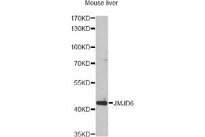 Western blot analysis of extracts of mouse liver, using JMJD6 antibody. (JMJD6 anticorps)