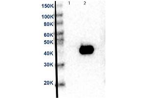 Western Blot of Anti-MEK2 Antibody. (MEK2 anticorps  (C-Term))