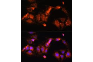 Immunofluorescence analysis of C6 cells using GCSH Rabbit pAb (ABIN6127983, ABIN6141032, ABIN6141033 and ABIN6217784) at dilution of 1:100 (40x lens). (GCSH anticorps  (AA 1-173))