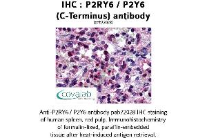 Image no. 1 for anti-Pyrimidinergic Receptor P2Y, G-Protein Coupled, 6 (P2RY6) (C-Term) antibody (ABIN1737768) (P2RY6 anticorps  (C-Term))