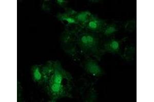 Anti-EIF4E2 mouse monoclonal antibody (ABIN2454229) immunofluorescent staining of COS7 cells transiently transfected by pCMV6-ENTRY EIF4E2 (RC201391). (EIF4E2 anticorps)