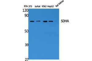Western Blot (WB) analysis of specific cells using SDHA Polyclonal Antibody. (SDHA anticorps  (C-Term))