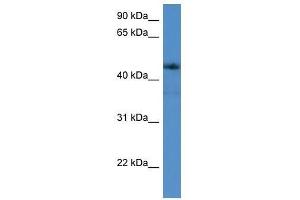 ADORA2A antibody used at 0. (Adenosine A2a Receptor anticorps  (C-Term))