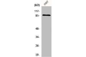Western Blot analysis of COS7 cells using Ku-80 Polyclonal Antibody (XRCC5 anticorps  (C-Term))