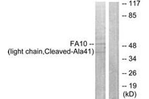Western blot analysis of extracts from A549 cells, treated with etoposide 24uM 24h, using FA10 (light chain,Cleaved-Ala41) Antibody. (Coagulation Factor X anticorps  (Cleaved-Ala41))