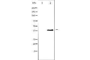 Western blot analysis of AurB phosphorylation expression in Nocodazole treated COS7 whole cell lysates,The lane on the left is treated with the antigen-specific peptide. (Aurora Kinase B anticorps  (pThr232))