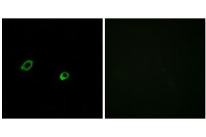 Immunofluorescence analysis of MCF-7 cells, using OR10AG1 antibody. (OR10AG1 anticorps  (C-Term))
