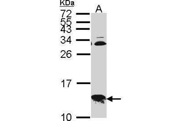 COX6B1 Antikörper  (C-Term)