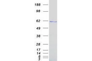 Validation with Western Blot
