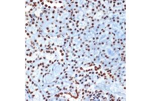 Immunohistochemistry of paraffin-embedded mouse kidney using Histone H4 Rabbit mAb (ABIN7267706) at dilution of 1:100 (40x lens). (HIST4H4 anticorps)