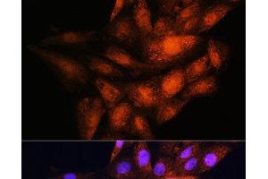 Immunofluorescence analysis of H9C2 cells using YWHAE Polyclonal Antibody at dilution of 1:100. (YWHAE anticorps)