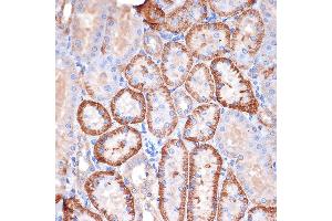Immunohistochemistry of paraffin-embedded rat kidney using Alpha Fodrin Rabbit mAb (ABIN7270518) at dilution of 1:100 (40x lens). (SPTAN1 anticorps)