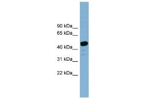 WB Suggested Anti-LANCL2 Antibody Titration: 0. (LANCL2 anticorps  (Middle Region))