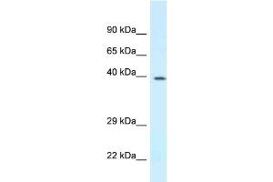 WB Suggested Anti-Dpf3 Antibody Titration: 1. (DPF3 anticorps  (N-Term))