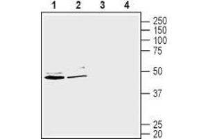 Western blot analysis of human Caco-2 colorectal adenocarcinoma cell line lysate (lanes 1 and 3) and human HepG2 liver hepatocellular carcinoma cell lysate (lanes 2 and 4): - 1-2.