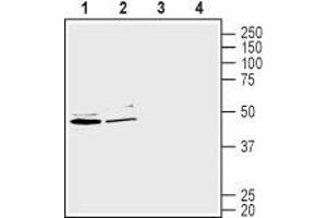 Western blot analysis of human Caco-2 colorectal adenocarcinoma cell line lysate (lanes 1 and 3) and human HepG2 liver hepatocellular carcinoma cell lysate (lanes 2 and 4): - 1-2. (SLC2A2 anticorps  (C-Term, Intracellular))