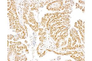 Immunohistochemistry (IHC) image for anti-Dpy-30 Homolog (DPY30) (AA 1-50) antibody (ABIN7453464)