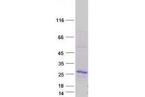 Validation with Western Blot