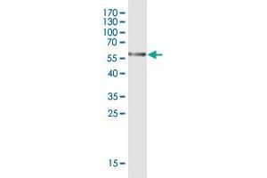 Western Blot detection against Immunogen (60.