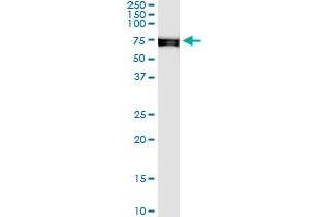 Immunoprecipitation of SNX33 transfected lysate using anti-SNX33 MaxPab rabbit polyclonal antibody and Protein A Magnetic Bead , and immunoblotted with SH3PX3 purified MaxPab mouse polyclonal antibody (B01P) .