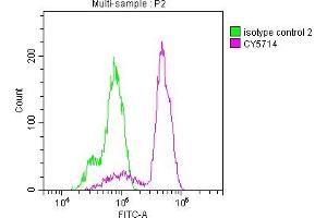 Overlay histogram showing Hela cells stained with ABIN7127434 (red line) at 1:50. (Recombinant PTGS1 anticorps)