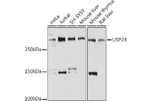 Western blot analysis of extracts of various cell lines, using USP24 antibody (ABIN7271154) at 1:1000 dilution. (USP24 anticorps)