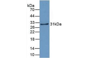 Detection of Recombinant CRYl1, Human using Monoclonal Antibody to Crystallin Lambda 1 (CRYl1) (CRYL1 anticorps  (AA 24-232))