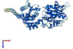 AlphaFold protein structure predicition of Human Recombinant ALG1 Protein, UniprotID Q9BT22