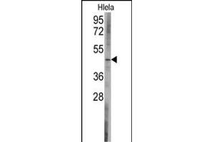 Western blot analysis of anti-BCL2L13 Antibody (C-term) (ABIN392360 and ABIN2841997) in Hela cell line lysates (35 μg/lane).