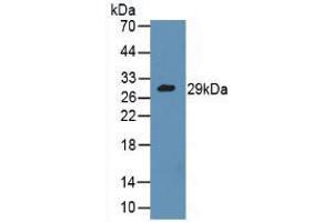 Western blot analysis of Mouse Kidney Tissue. (GZMA anticorps  (AA 29-260))