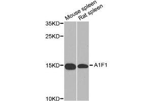 Western blot analysis of extracts of various cell lines, using AIF1 antibody (ABIN5970719) at 1/1000 dilution. (Iba1 anticorps)