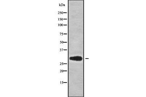 Western blot analysis of MRPS18B using HepG2 whole cell lysates (MRPS18B anticorps  (Internal Region))