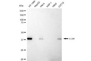 Western blotting analysis using c-Jun antibody (ABIN7799145). (Recombinant C-JUN anticorps)