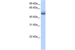 Western Blotting (WB) image for anti-Zinc Finger Protein 486 (ZNF486) antibody (ABIN2463449) (ZNF486 anticorps)