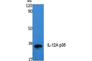 Western Blotting (WB) image for anti-Interleukin 12 alpha (IL12A) (Internal Region) antibody (ABIN3178121) (IL12A anticorps  (Internal Region))