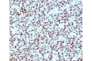 IHC testing of FFPE human tonsil with Nucleolin antibody (clone NPC23-2). (Nucleolin anticorps)