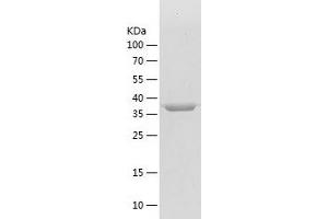 Western Blotting (WB) image for Hydroxyacid Oxidase 2 (HAO2) (AA 2-351) protein (His tag) (ABIN7123378)