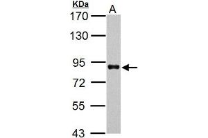 WB Image HNF1 alpha antibody [N1N3] detects HNF1 alpha protein by Western blot analysis.