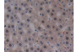 Detection of ARG in Rat Liver Tissue using Monoclonal Antibody to Arginase (ARG)