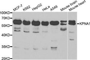 KPNA1 anticorps  (AA 1-300)