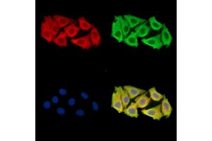 C1orf43 Antibody staining Hela cells by IF/ICC. (C1orf43 anticorps)