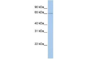 WB Suggested Anti-GPR161 Antibody Titration:  0. (GPR161 anticorps  (Middle Region))