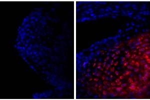 Frozen newborn mouse cartilage section was stained with Goat Anti-Type II Collagen-UNLB and DAPI.