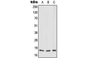 Western blot analysis of MT-ND3 expression in HEK293T (A), Raw264.