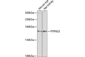 Western blot analysis of extracts of various cell lines, using PTPN23 antibody (ABIN1682396, ABIN3019081, ABIN3019082 and ABIN6220704) at 1:1000 dilution.
