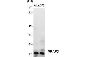 anti-PRA1 Domain Family, Member 2 (PRAF2) (AA 100-180) antibody