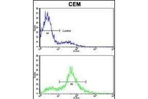 Flow cytometric analysis of CEM cells using EphA4 Antibody (N-term) (bottom histogram) compared to a negative control cell (top histogram).