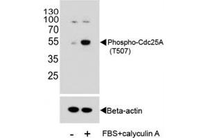 Western blot analysis of extracts from HeLa cells, untreated or treated with Calyculin A, using phospho-Cdc25A antibody. (CDC25A anticorps  (pThr507))