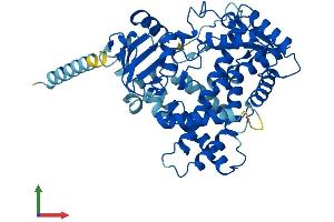 AlphaFold protein structure predicition of Human Recombinant CYP2C8 Protein, UniprotID P10632